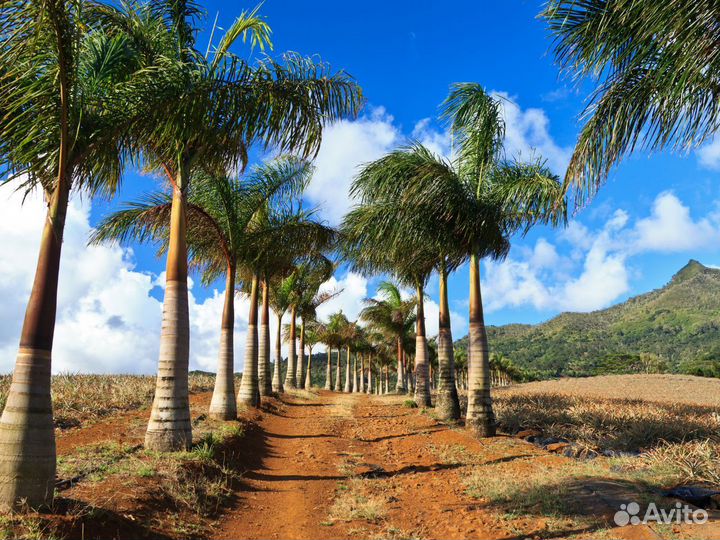 Отдых на Mauritius от 7 нч за двоих