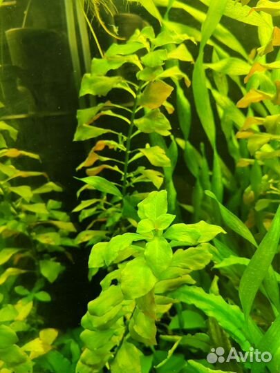 Аквариумные растения
