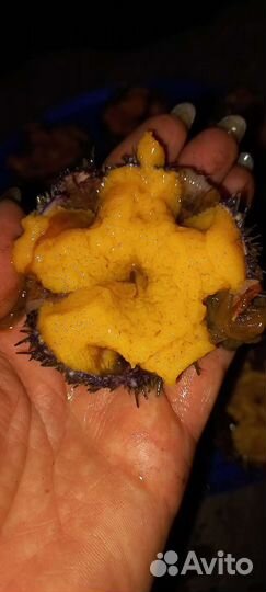 Морской ёжик