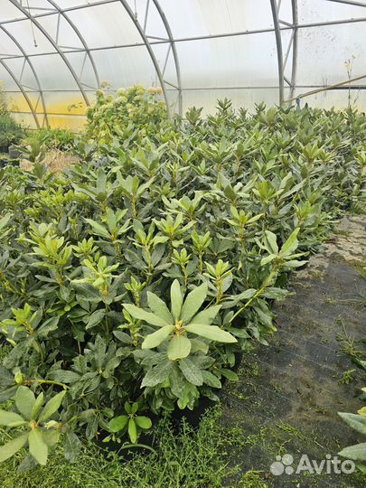 Саженцы рододендрона