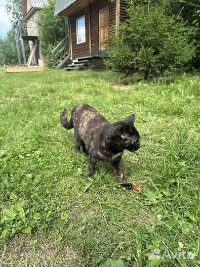 Очень ласковая кошка