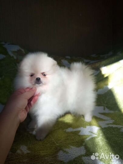 Померанский шпиц мишки мини и стандарт разных окра