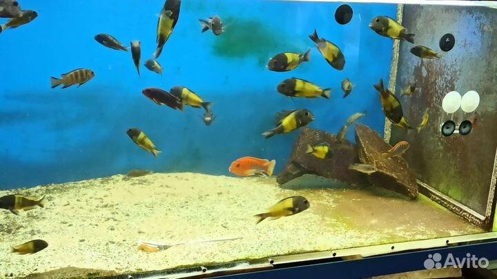 Трофеус икола кайзер