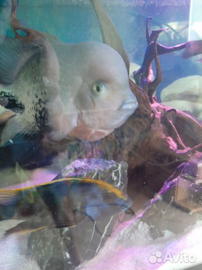 Аквариумные рыбки цихлиды