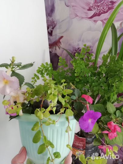 Папоротник Адиантум