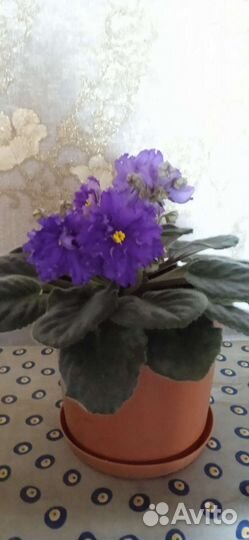 Фиалка в горшках