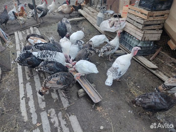 Индюки индюшата