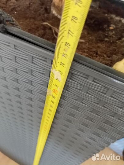 Пальма драцена