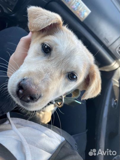 Собака в добрые руки