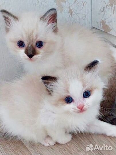 Котята регдолл