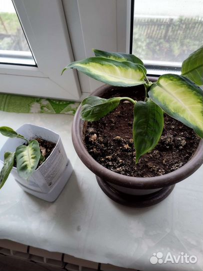 Комнатные цветы