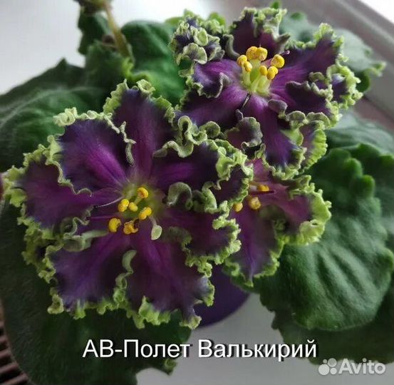 Продам укоренённые детки сортовых фиалок 2