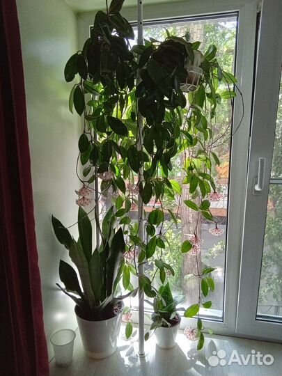 Домашние цветы: хойи и сансы