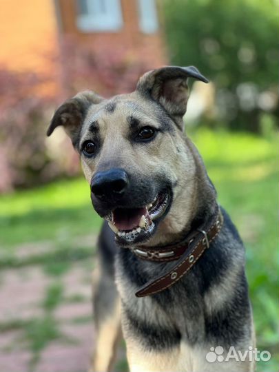 Собаки бесплатно