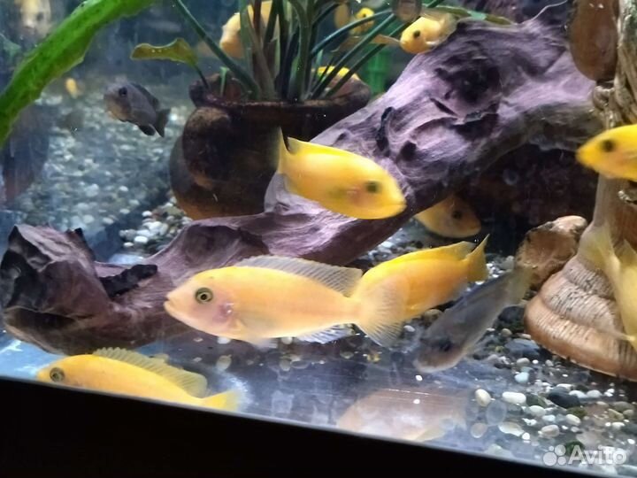 Аквариумные рыбки