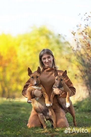 Бультерьер вязка