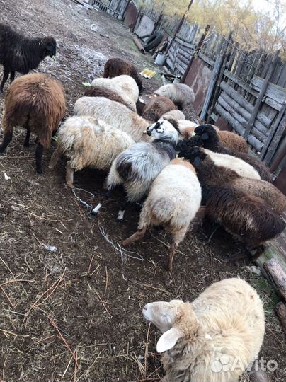 Овцы бараны