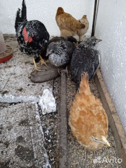 Мясо домашних курей