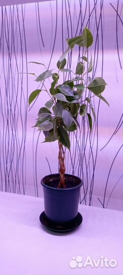 Фикус бенджамина плетеный