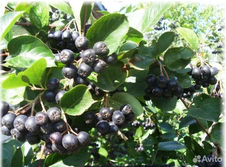 Черноплодная рябина сушеная