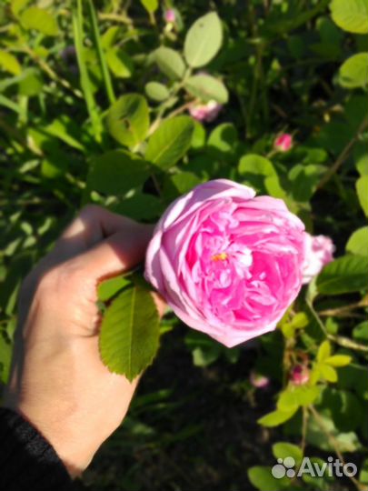 Монарда, шиповник и роза