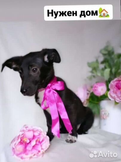 Щеночки в добрые руки