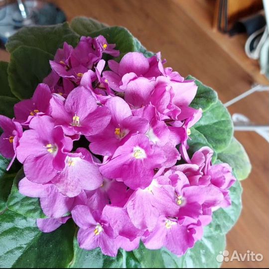 Фиалка (лист с корнями)