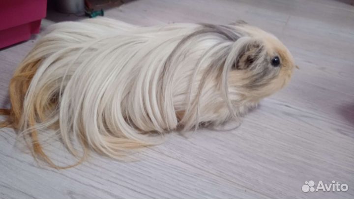 Морская свинка шелти