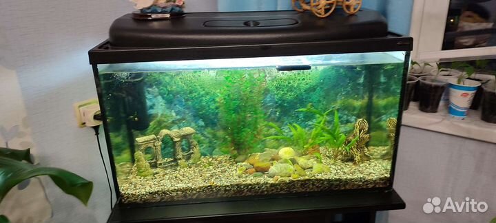 Аквариум
