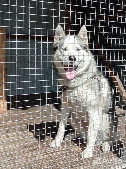 Собака в добрые руки отдам бесплатно