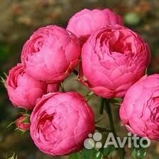 Саженцы Роз Помпонелла Флорибунда