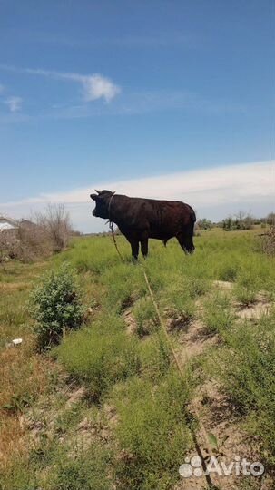 Продажа быка