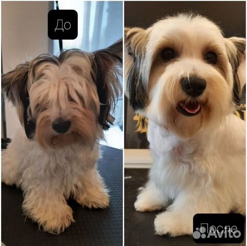 Стрижка собак и кошек