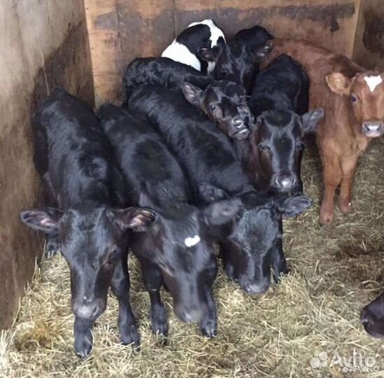 Племенные телята