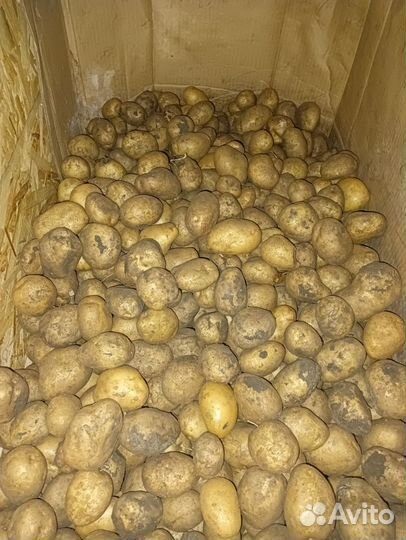 Продам картофель