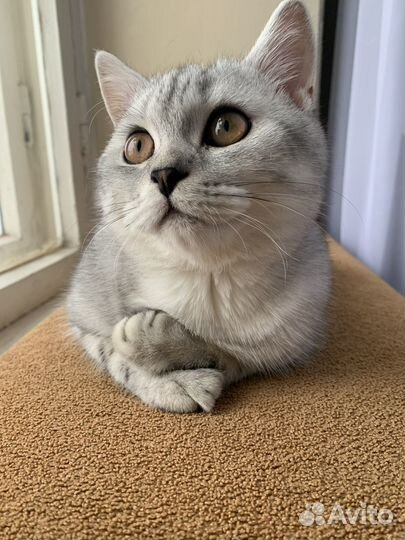 Шотландский кот вязка