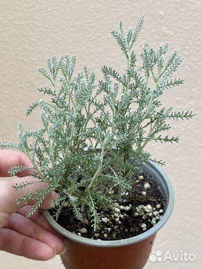 Сантолина серебристая