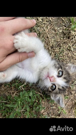 Котенок девочка