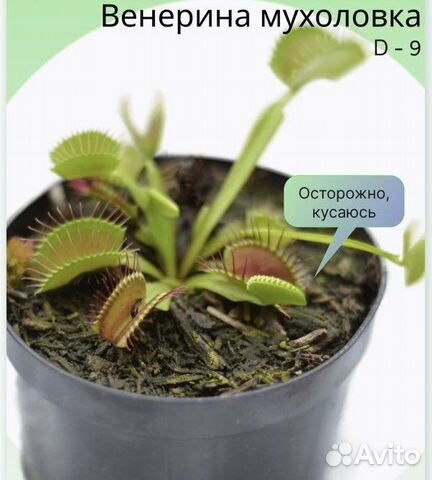 Венерина мухоловка растение