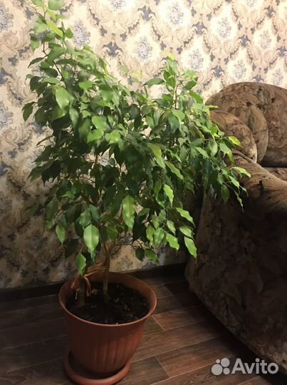 Фикус Бенджамина (высота больше метра)