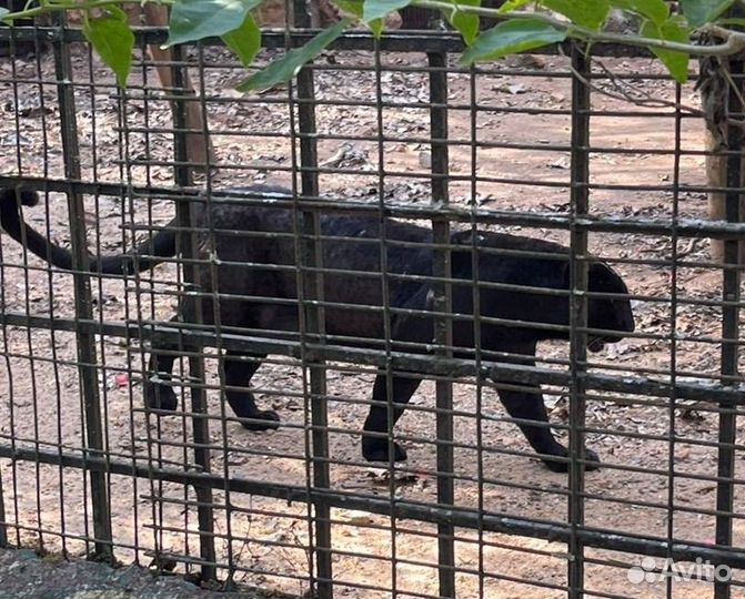 Гоа Топ-Экскурсия Через храм Шивы на сафари в запо
