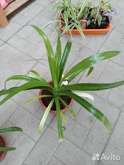 Комнатные цветы панданус
