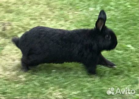 Случка кролик самец