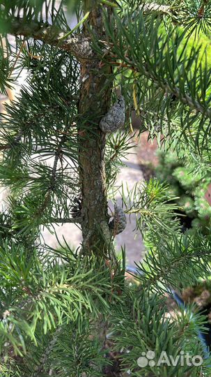 Сосна Банкса Киммерхольц