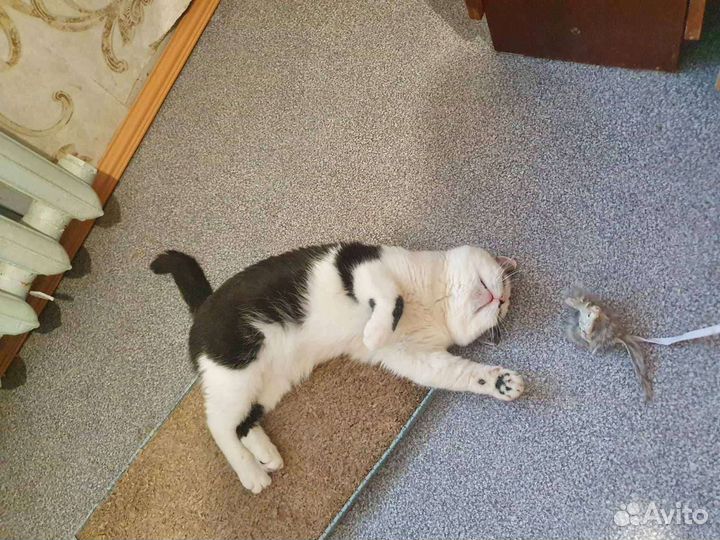 Уютный котик Василий