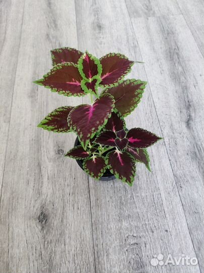 Колеус и Крассула (Денежное дерево) и другие