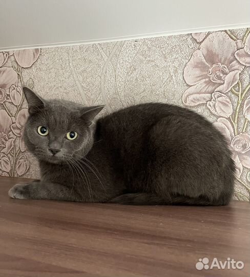 Котик в добрые руки
