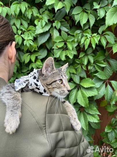 Котенок мальчик