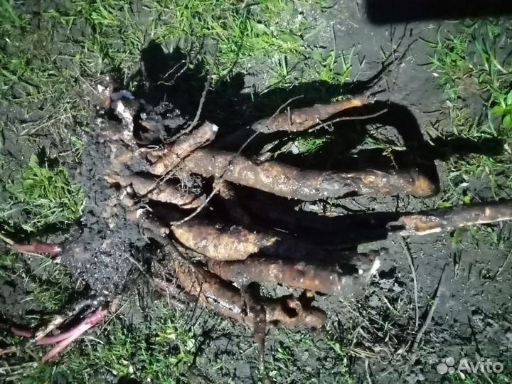 Корни пионов