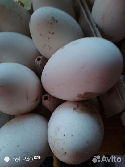 Яйцо утиное,гусиное